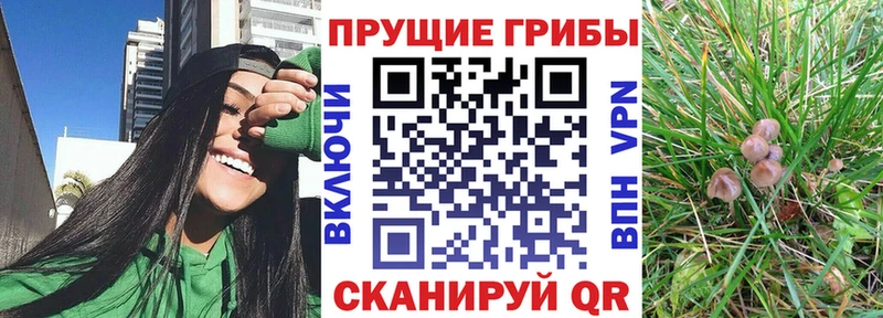 Галлюциногенные грибы Cubensis Нальчик